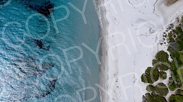 Sardinia fly