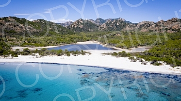 Sardinia fly